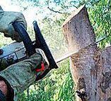 How Our Tree Care Process Works  in  Kenedy, TX